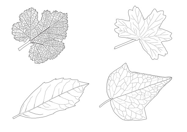 叶线单叶和叶图案黑色，白色背景插图上带彩色装饰图片下载