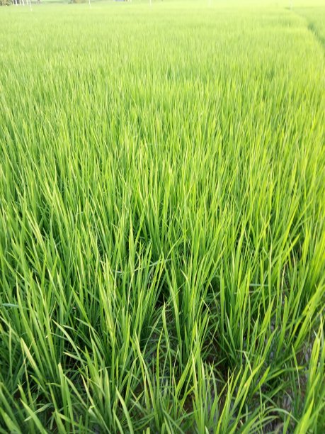 水稻图像图片下载