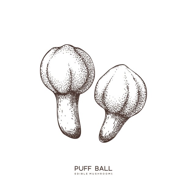 泡芙球蘑菇图片下载