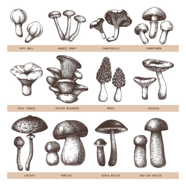 载体食用菌集图片下载