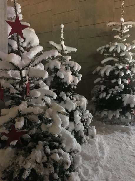 白雪覆盖的圣诞树图片下载