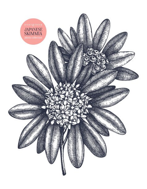 小檗属植物图片下载