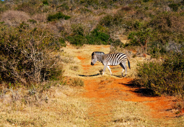 红色土路上的斑马图片下载