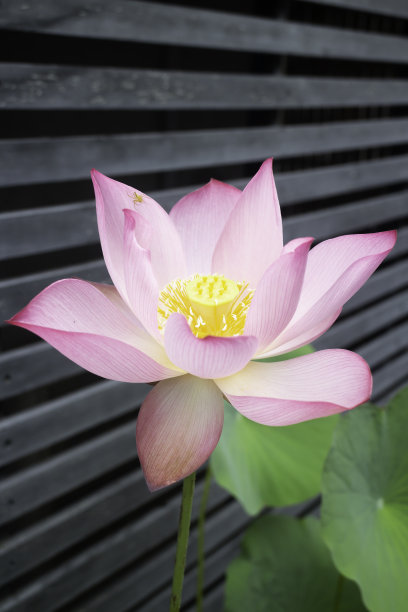 荷花在早晨盛开图片下载