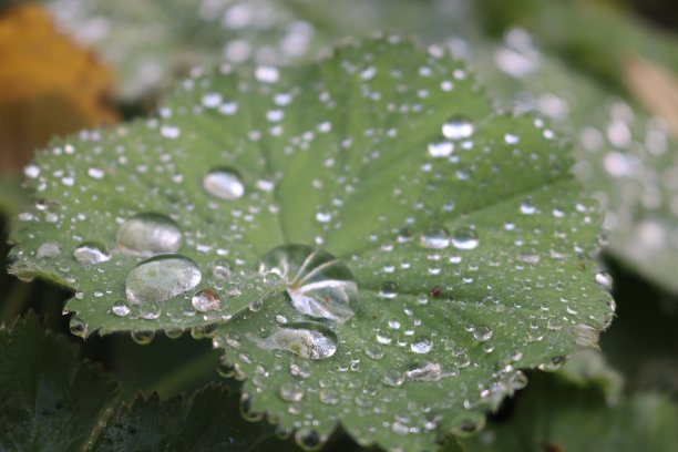 绿色的叶子上有水珠图片下载