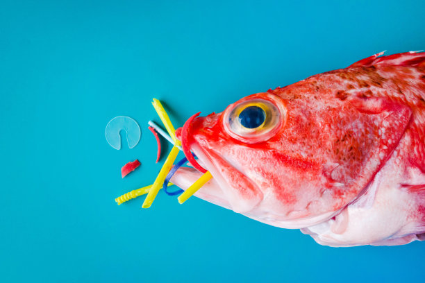 蓝色背景下的红鱼(黑腹玫瑰鱼)吃塑料和微塑料。图片下载
