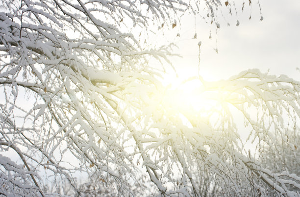 雪覆盖的树木图片下载