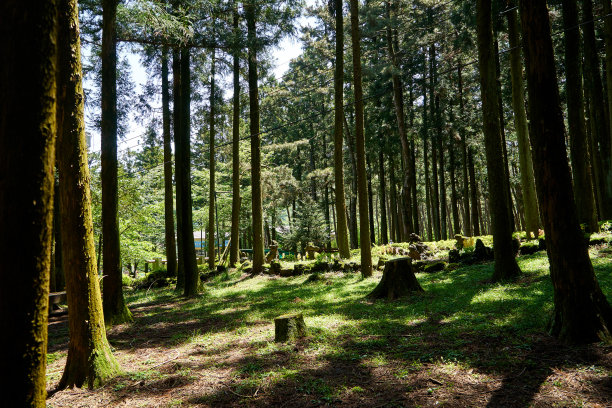 Jeolmul自然游憩森林图片下载