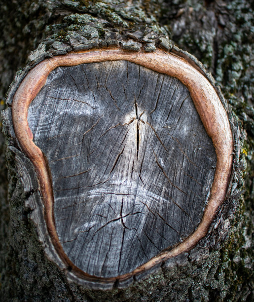 老木桩上的树纹理背景图片下载