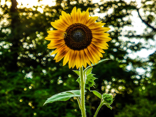 向日葵图片下载