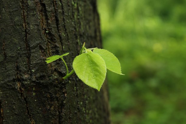 近绿叶宏图片下载