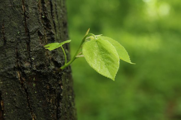 近绿叶宏图片下载