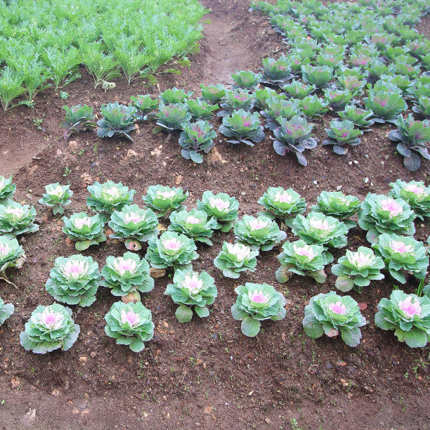 花园里的卷心菜图片下载