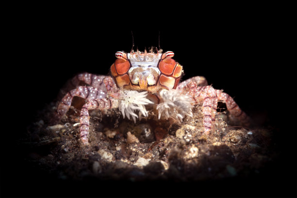 黑色背景的拳击蟹图片下载