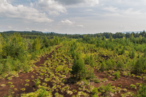 捷克Soumarske荒地，绿树葱茏，景色宜人图片下载