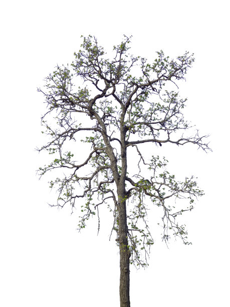 树木孤立在白色背景，热带树木孤立用于设计，广告和建筑图片下载