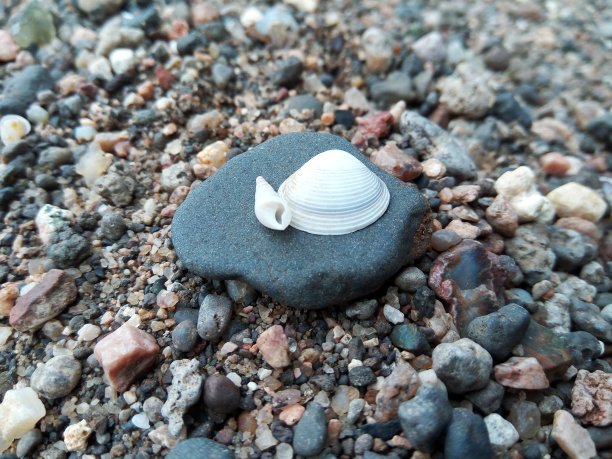 海螺壳图片下载