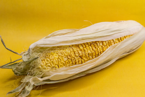 黄色背景上的玉米棒图片下载