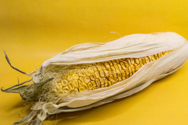 黄色背景上的玉米棒图片下载