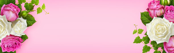 粉红色和白色的玫瑰花与常青藤绿叶在角落安排图片下载