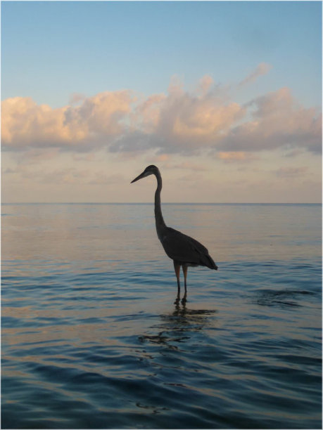 黎明时分，一只热带鸟站在水里图片下载