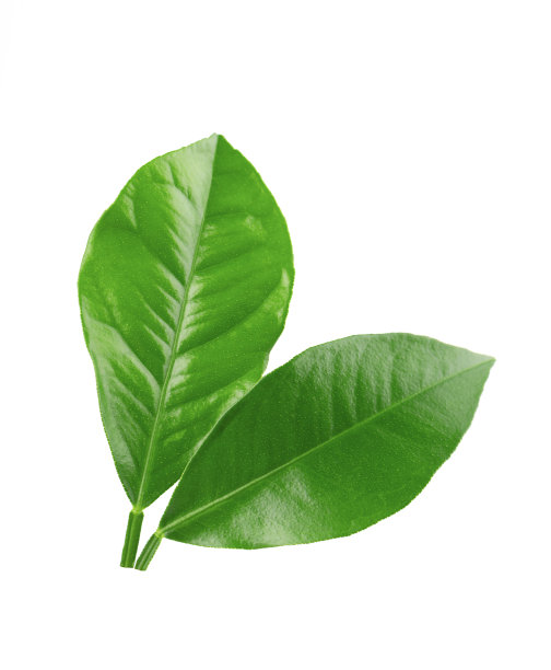 柠檬叶子孤立的白色背景。柑橘叶的分枝。热带植物的一部分。前视图。图片下载