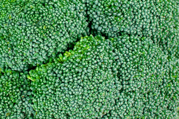 西兰花的宏观结构图片下载