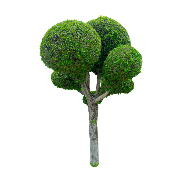 圆树孤立在白色背景与裁剪路径图片下载