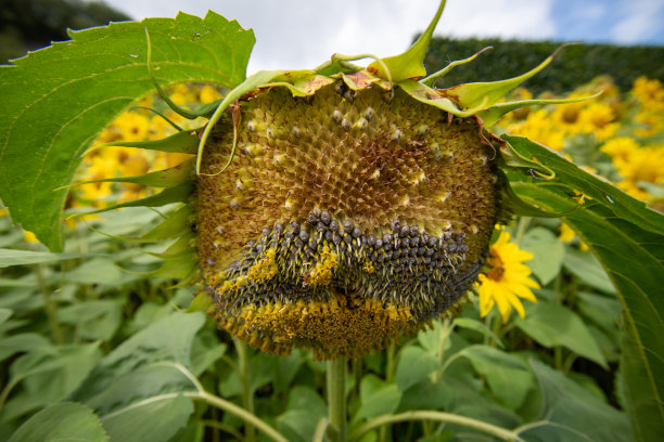 一个大的向日葵已经结子的特写图片下载