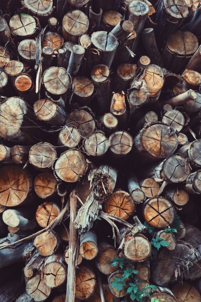 树干在森林里，在山上图片下载