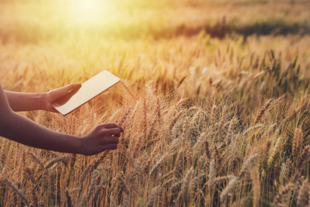 研究人员正在使用这种平板电脑开发水稻图片下载