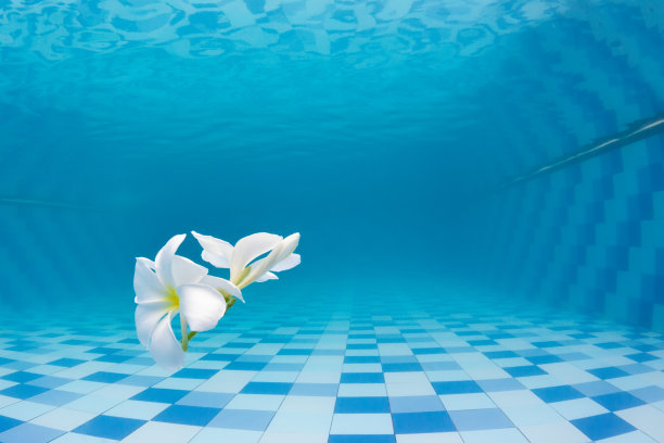 游泳池里的热带花鸡蛋花图片下载