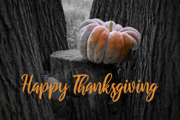 感恩节南瓜插图图片下载