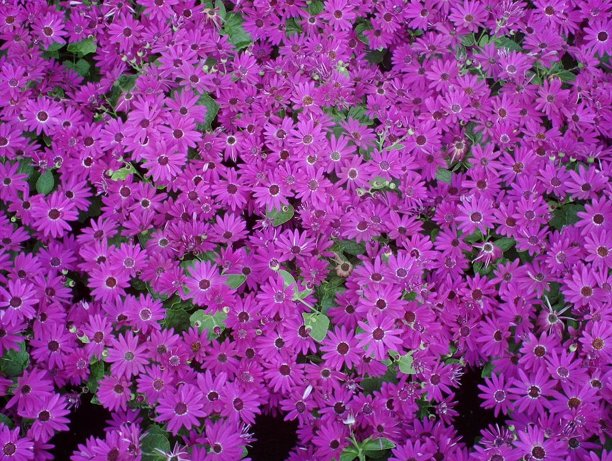 荷兰的花的照片图片下载