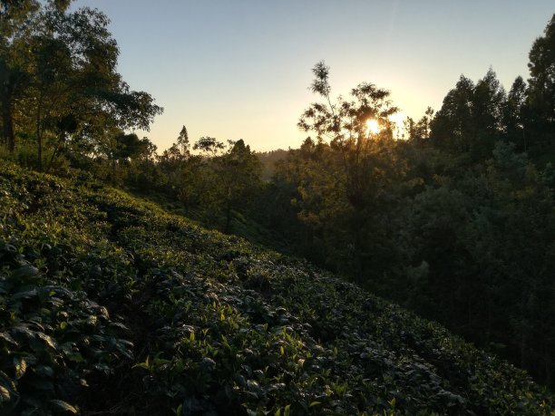 茶的农场图片下载