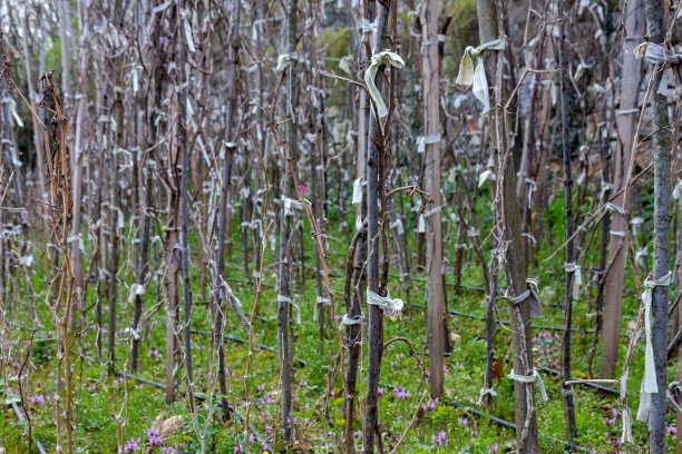 很多死去的植物图片下载