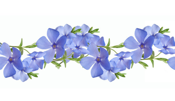 无缝花边框图案。野生长春花孤立图片下载