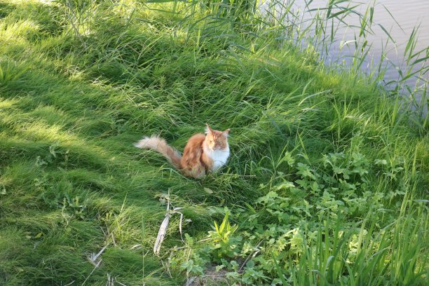 红猫坐在草地上图片下载