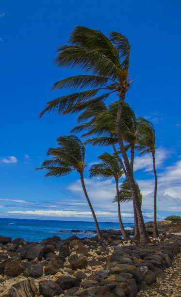 在阳光明媚的日子里，棕榈树在风中飘扬。地板上铺满了大石头。照片拍摄于夏威夷大岛图片下载