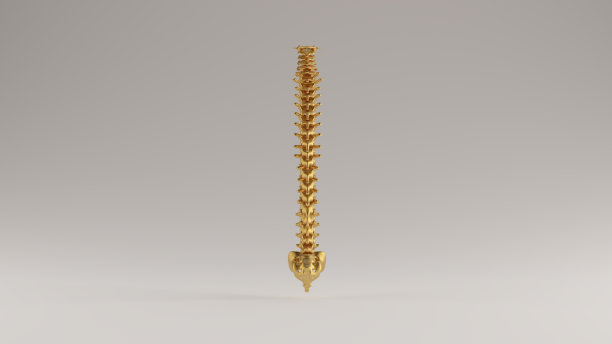 黄金脊椎脊椎骨正面视图图片下载