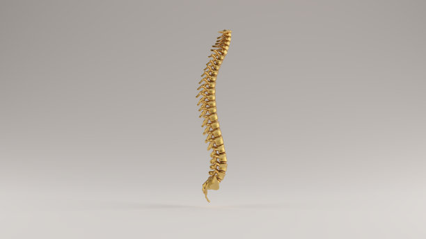 黄金脊柱脊椎骨侧视图图片下载