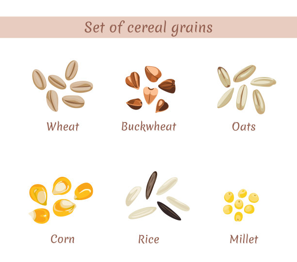 谷物命名的向量集。小麦，荞麦，燕麦，玉米，大米，小米孤立在白色背景。矢量插图在卡通平面风格。图片下载
