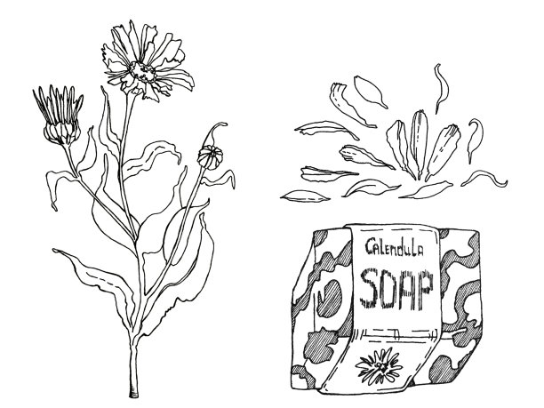 黑墨插图干燥金盏花用于家庭保健，如酊剂，茶，肥皂，油等图片下载