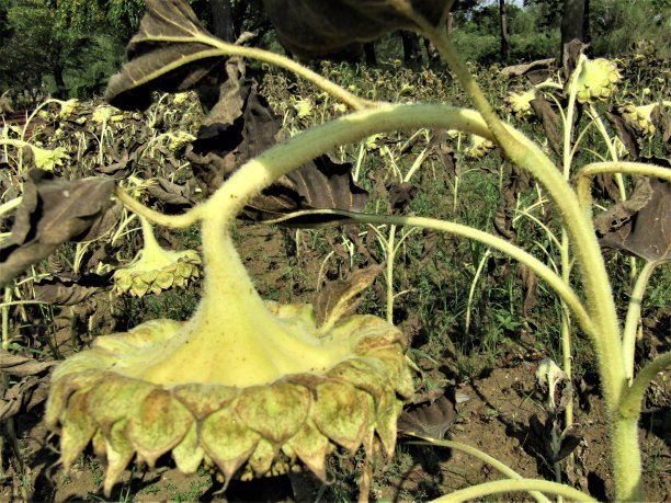 枯萎的向日葵。灵感来自梵高。图片下载