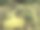 枯萎的向日葵。灵感来自梵高。图片下载
