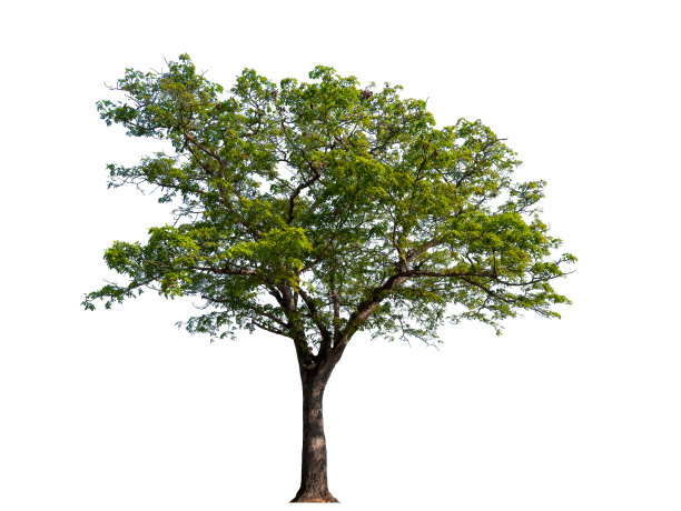 树木孤立在白色背景，热带树木孤立用于设计，广告和建筑图片下载