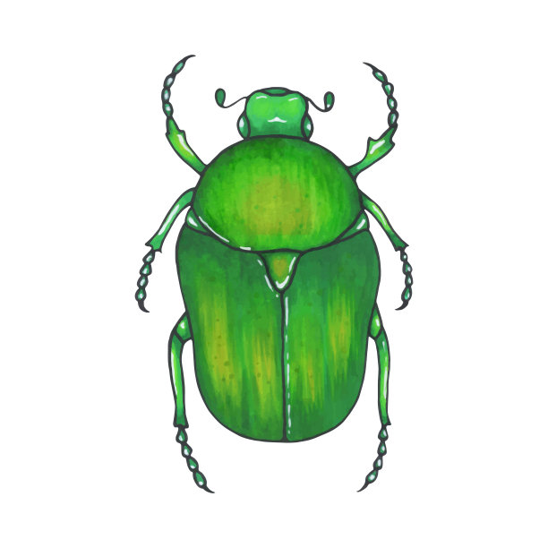 bug青铜。手绘昆虫插画，细节艺术。孤立的bug在白色背景上。图片下载