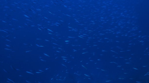 大群的燧发鱼在海底游泳图片下载