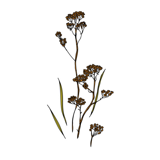 矢量插图与秋季植物图片下载