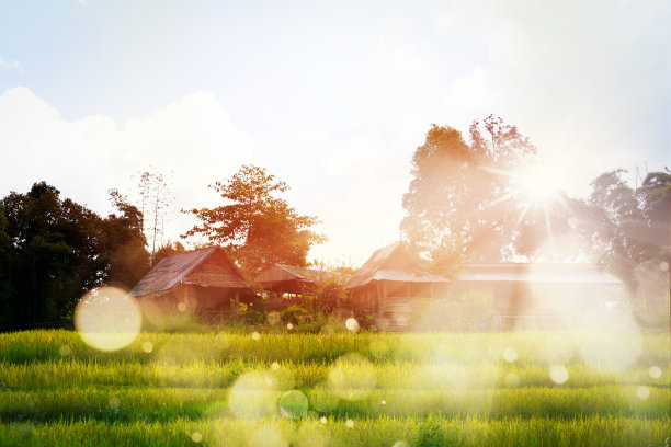 日出时，在稻田里耕种，在家过夜图片下载